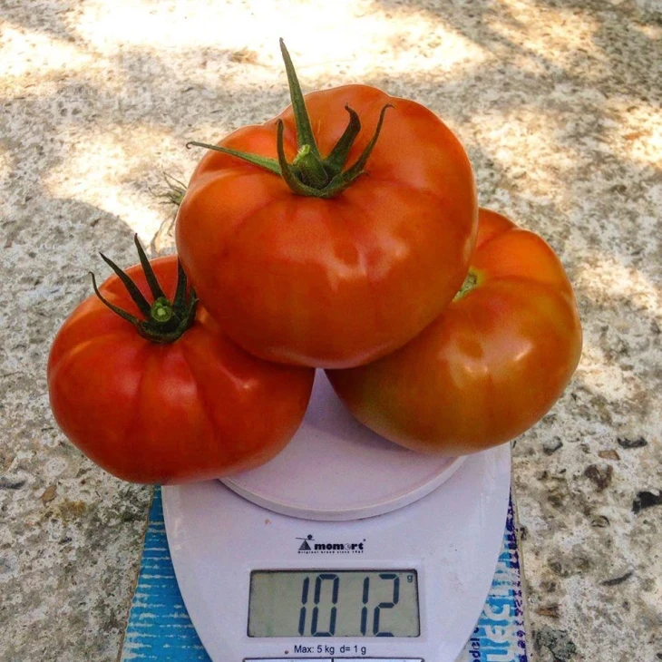 Прайд F1 / Prayd F1,100 дней фото 3