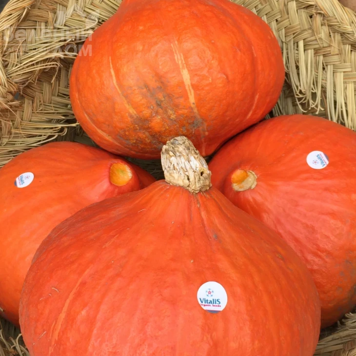 Оранж Саммер F1 / Orange Summer F1,75-80 дней фото 2