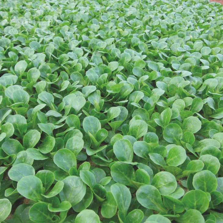 Амели / Ameli  фото 2