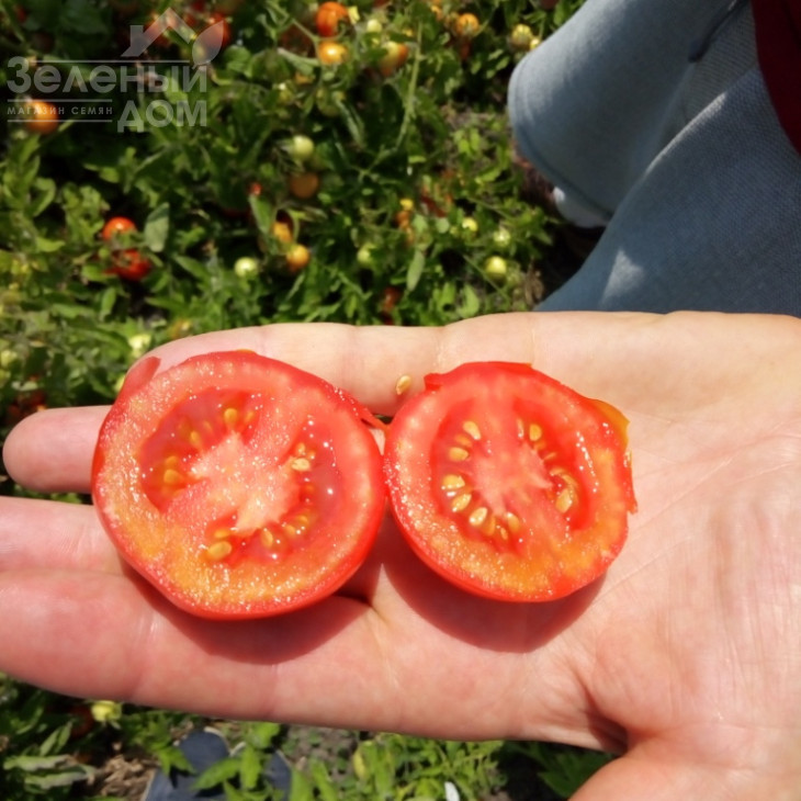 Кентавр F1 / Centaur F1, 95-100 днів фото 2