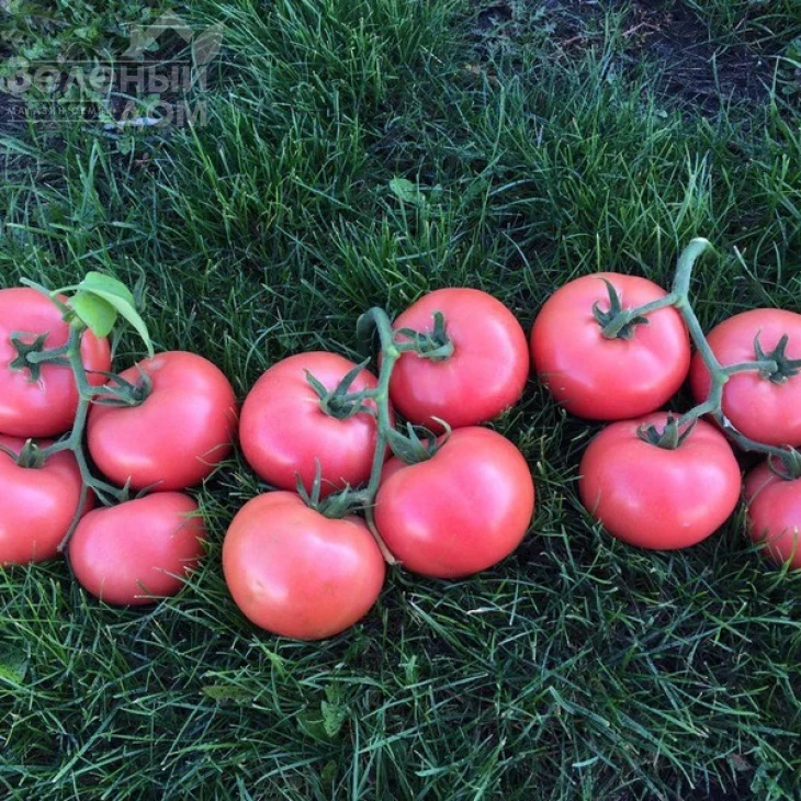 Пинк Кристал F1 / Pink Kristal F1,70 дней фото 3