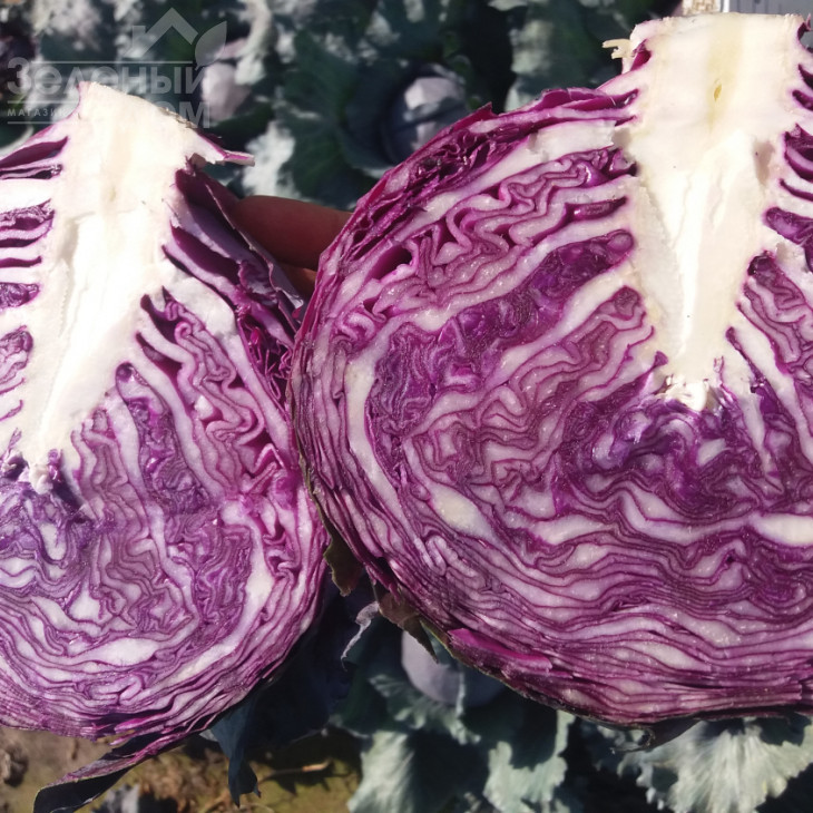 Ред Джевіл F1 / Red Dzhevel F1,70-75 днів фото 1