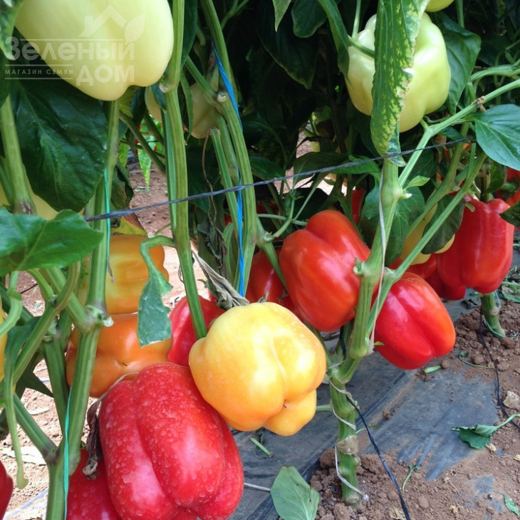 Оїда F1 / Oida F1,65-70 днів фото 2