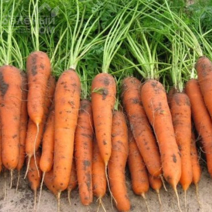 Трафорд F1 / Trafford F1,130-140 днів фото 1