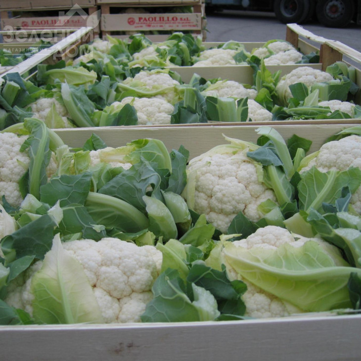 Фарго  F1 / Fargo F1,82 дні фото 2