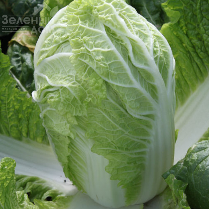 Маноко F1 / Manoko F1,45-48 днів фото 5