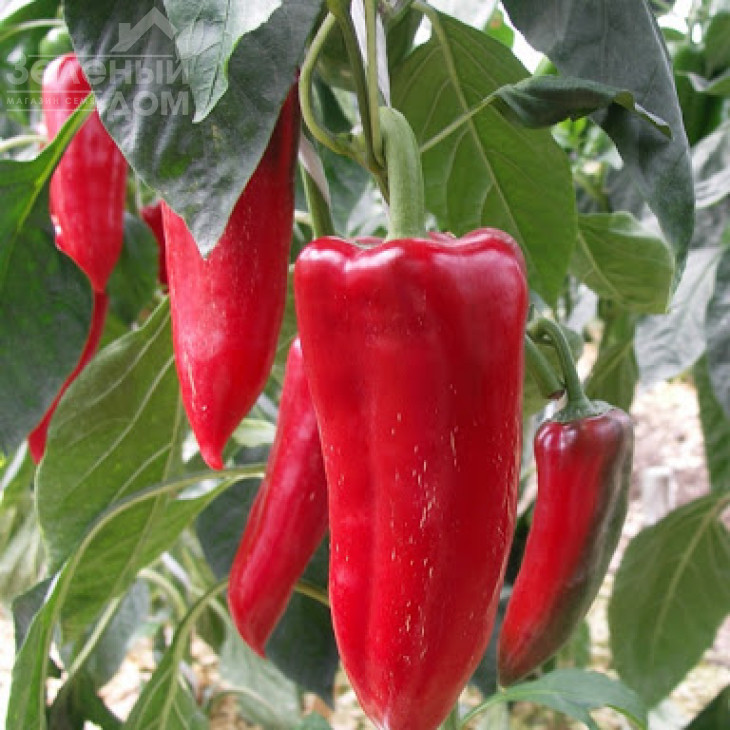 Дерма / Derma,70-80 днів фото 1