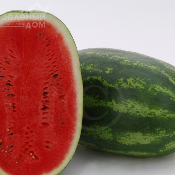 Паладін F1 / Paladin F1,70-75 днів фото 1