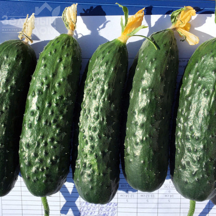 Ірленд F1 / Erlend F1 фото 1