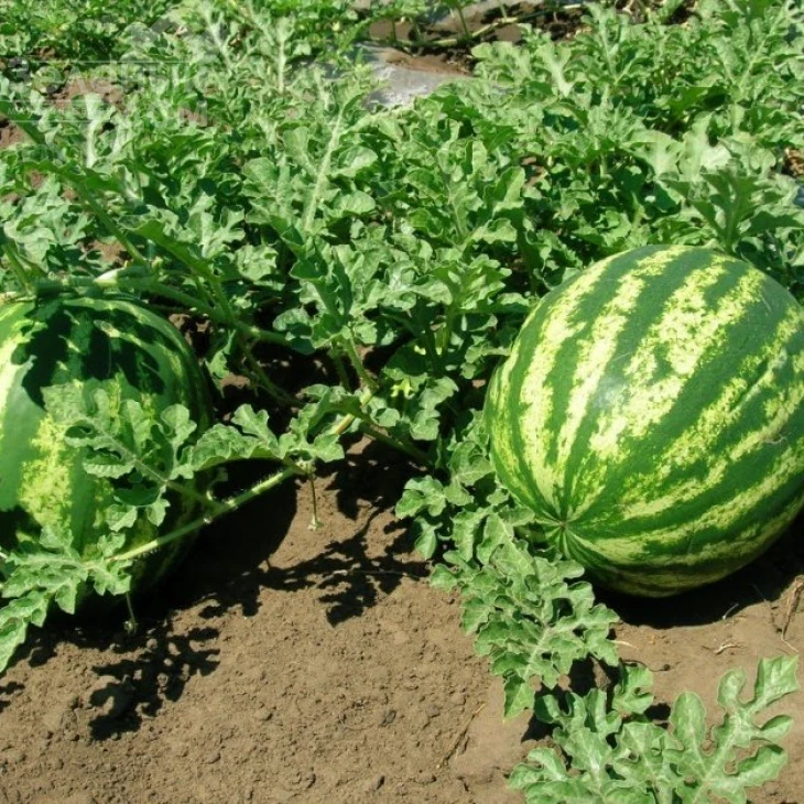 Топ Ган F1 / Top Han F1,62-64 дня фото 2