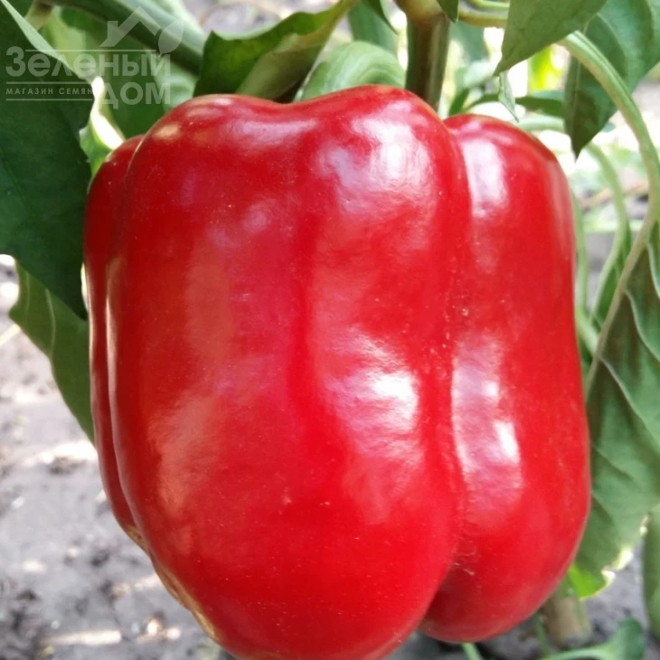 Екла F1 / Ekla F1,60-62 дня фото 3