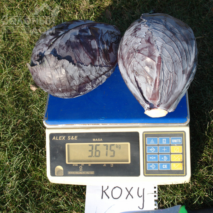 Роксі F1 / Roxy F1,125-135 днів фото 2