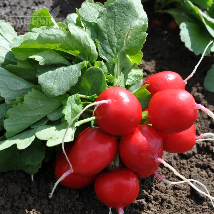 Прелито F1 / Prelito F1,20-22 дня фото 3