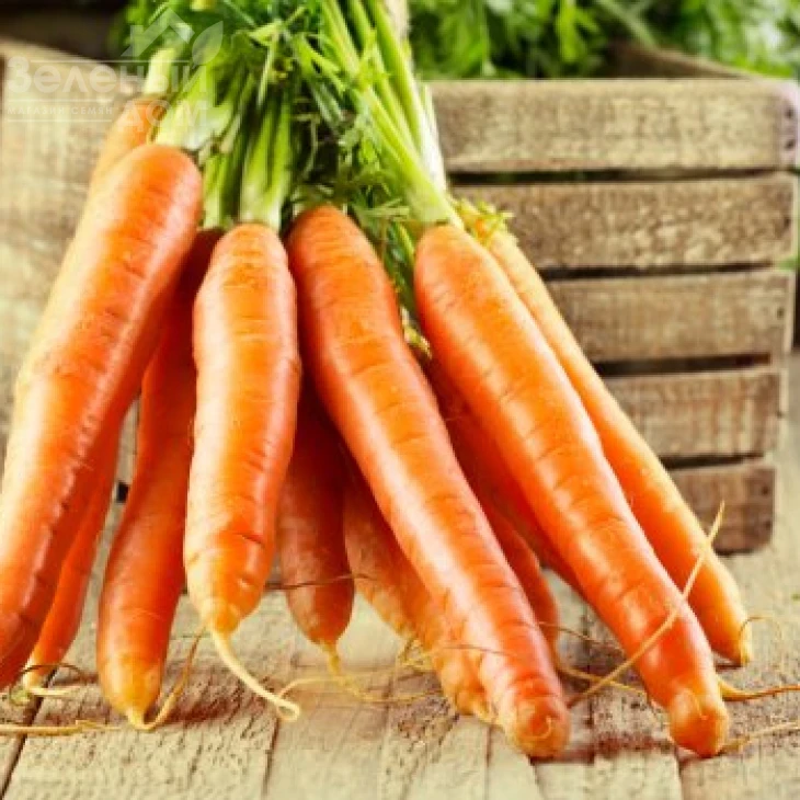 Болеро F1 / Bolero F1,110-120 дней фото 2