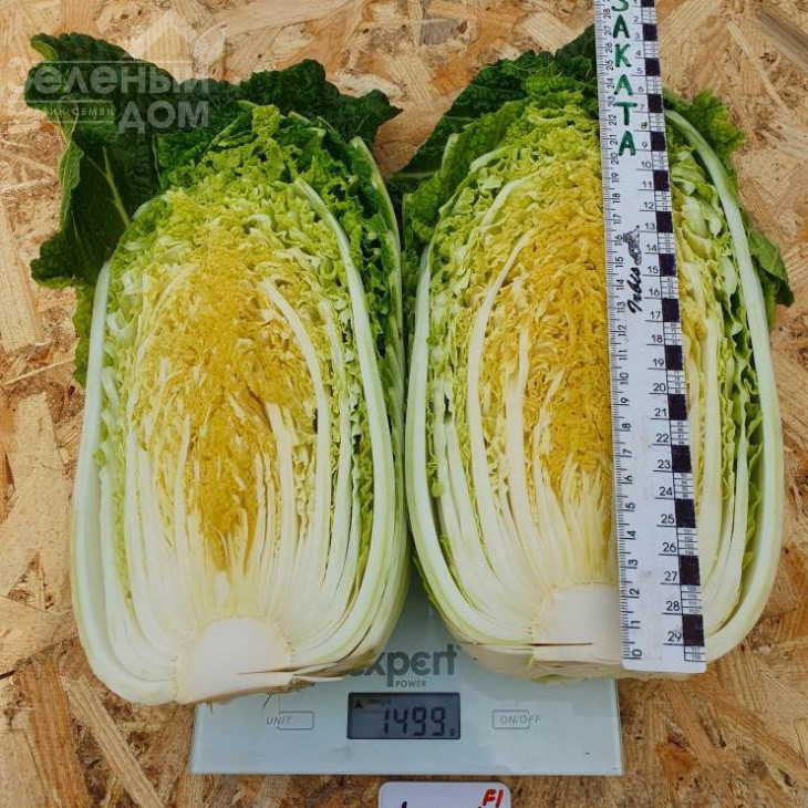 Натсукі F1 / Natsuki F1, 55-60 днів фото 2