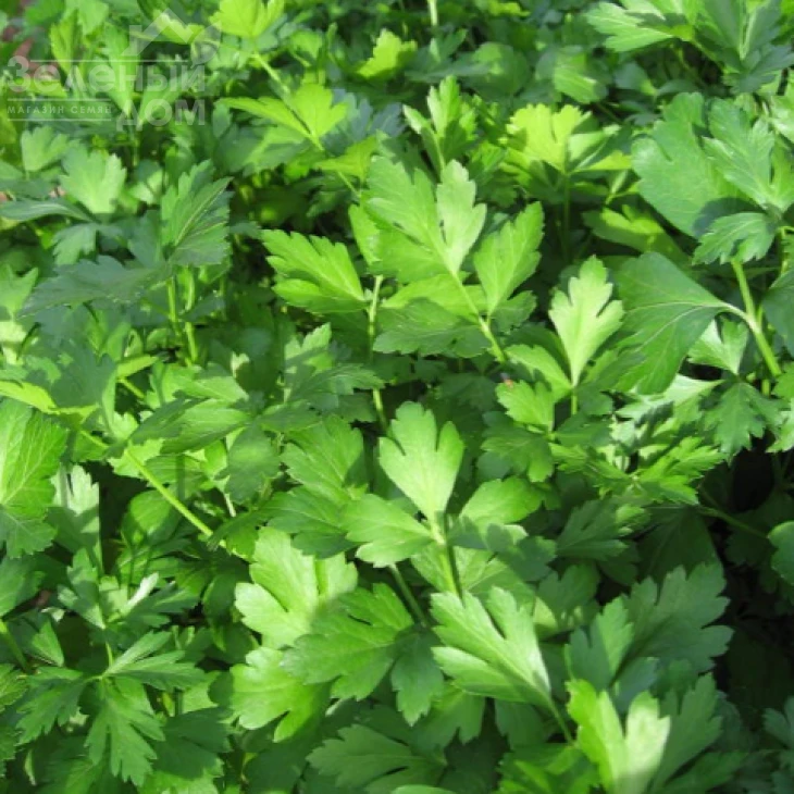 Фестиваль / Festival фото 1