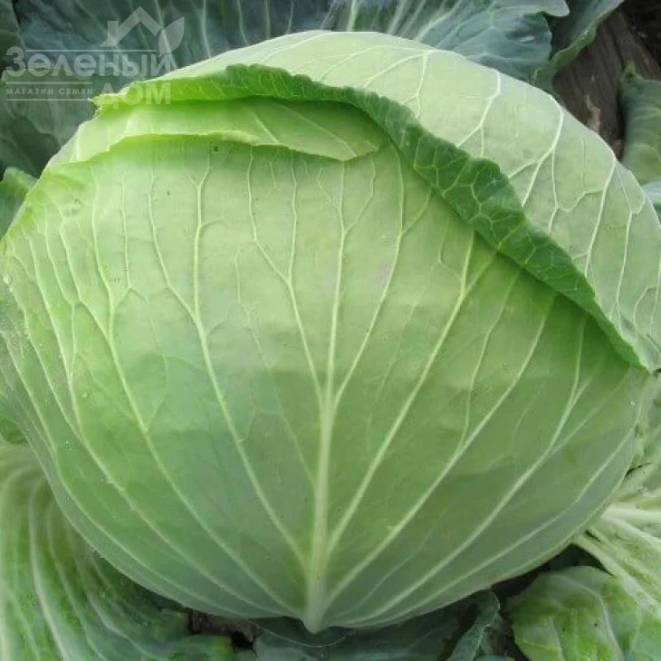 Витязь F1 / Vityaz F1 фото 1