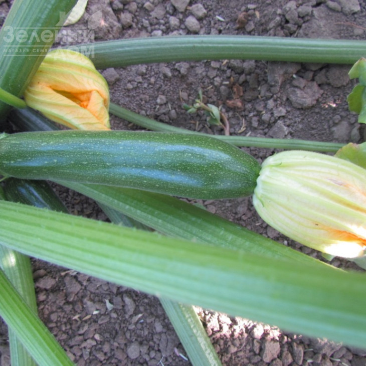 ЛС 1890 F1 / LS 1890 F1 фото 1