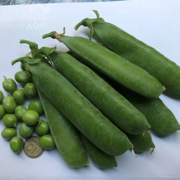 Вондер / Vonder, 80-85 дней фото 1