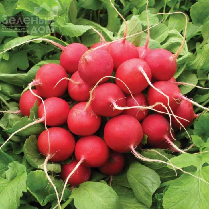 Сора / Sora фото 1