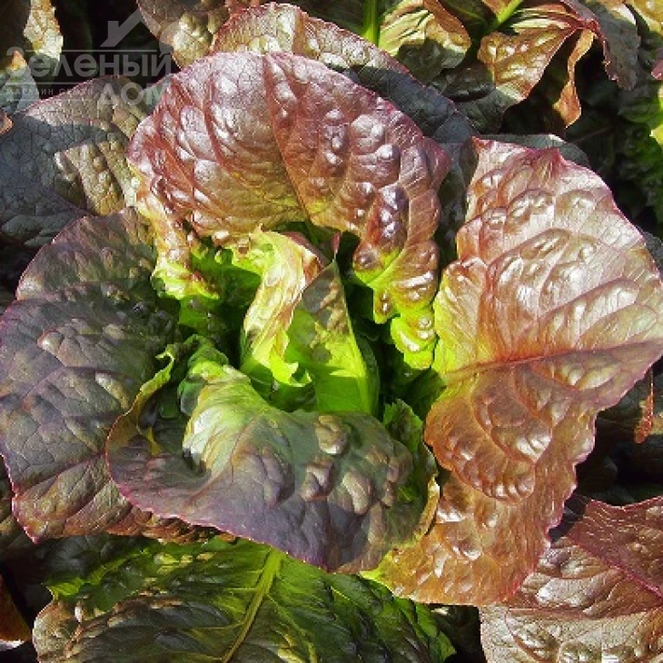 Галба / Galba, 50-55 дней фото 1