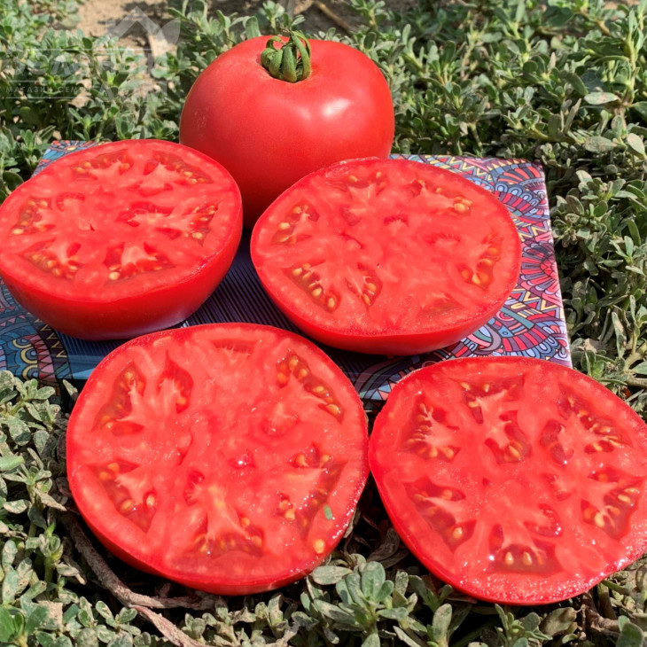 Альма (ЕЗ 2104) F1 / Alma (EZ 2104) F1, 62-65 днів фото 1