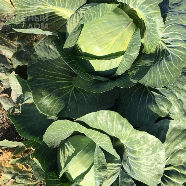 Висконт F1 / Vyskont F1,130-135 дней фото 3