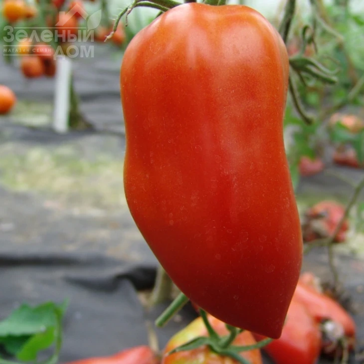 Хуго / Hugo фото 1