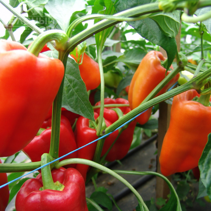 Андреа / Andrea фото 1