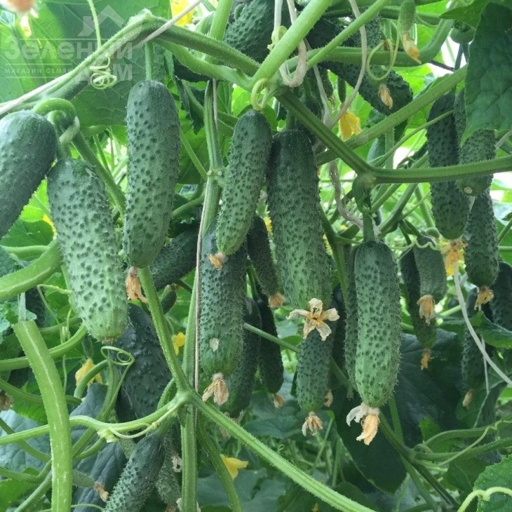 Каприкорн F1 / Kaprikorn F1,32-35 дней фото 3