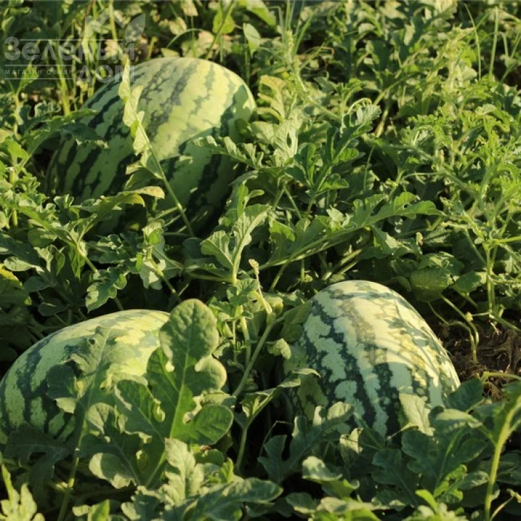 Тамтам F1 / Tamtam F1,58-62 дня фото 2