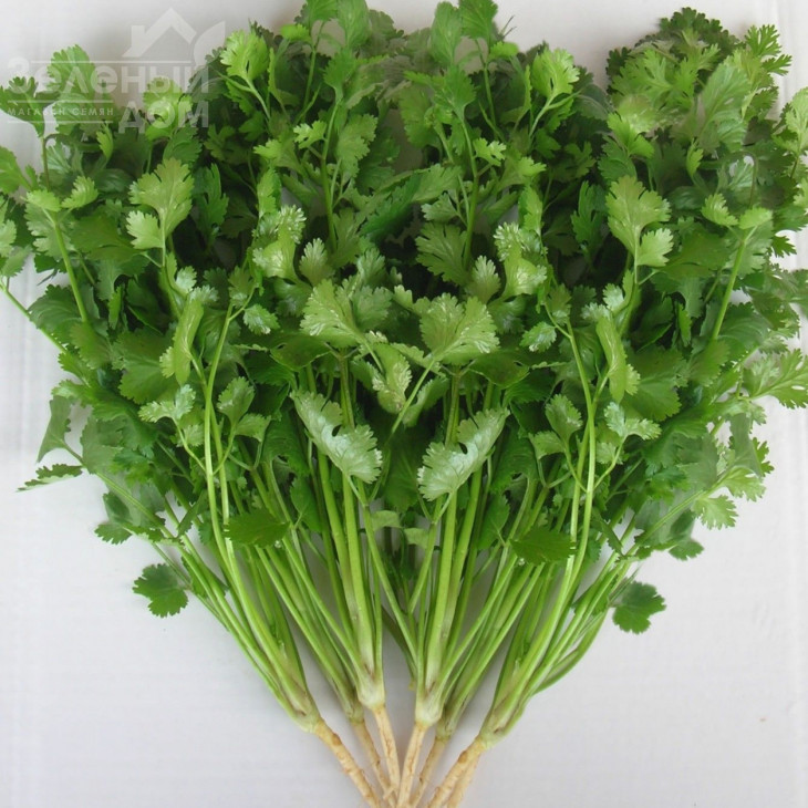 Лонг Стендінг / Long Standing фото 1