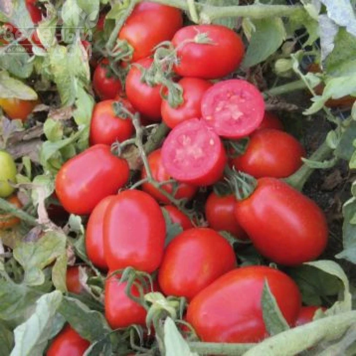 ЮГ 161 F1 / UG 161 F1,105 дней фото 1