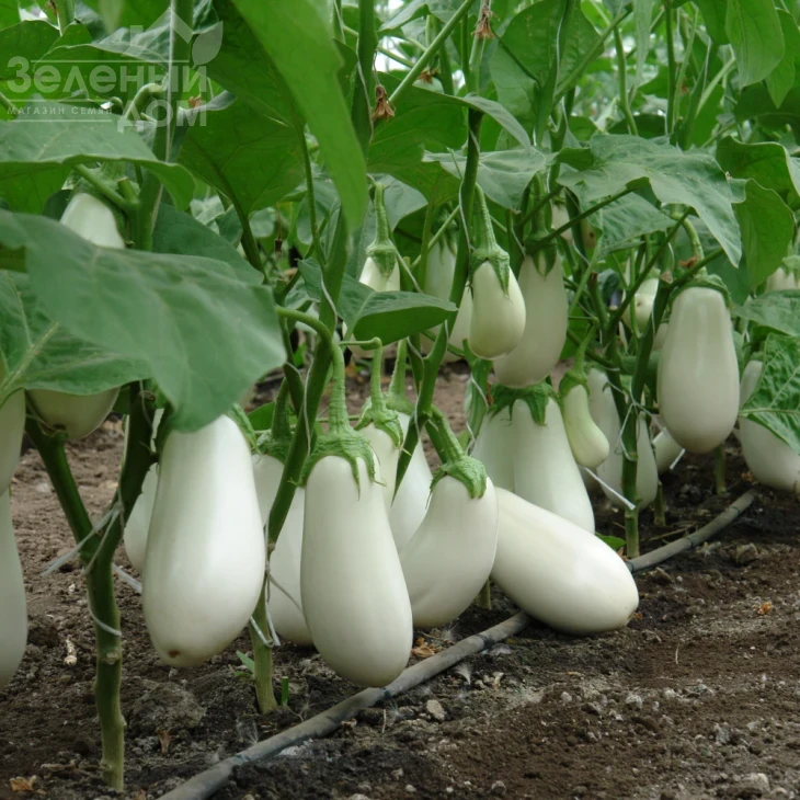 Бибо F1 / Bibo F1,50-55 дней фото 4