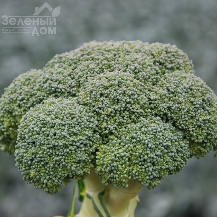 Корос F1 / Koros F1,55-65 днів фото 7