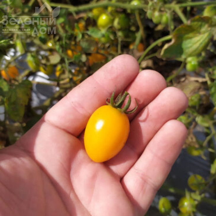 Мінікін F1 / Minikin F1, 100 днів фото 5