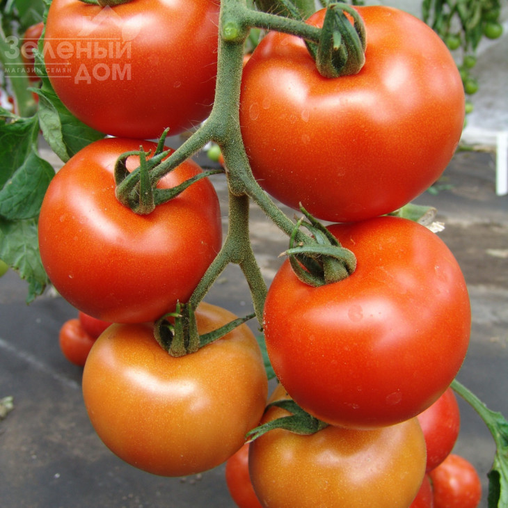 Дафне F1 / Daphne F1 фото 2