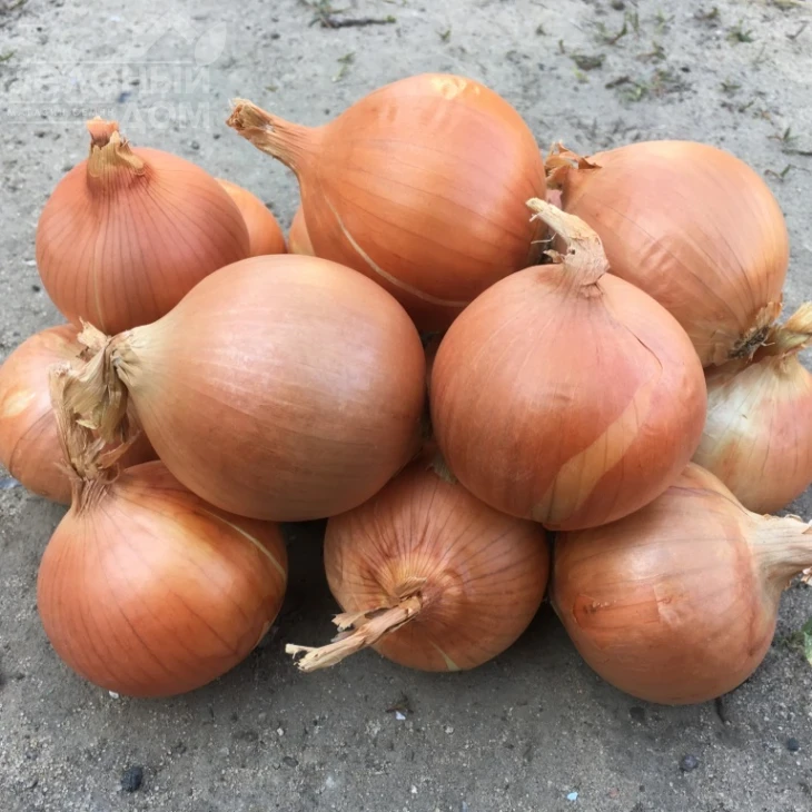 Ироко F1 / Iroko F1 фото 1