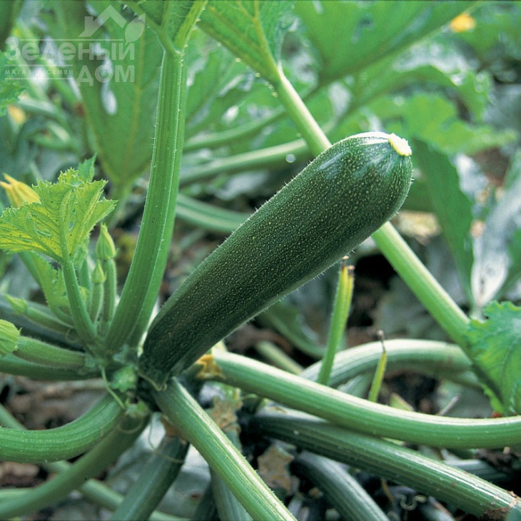 Кора F1 / Kora F1,40-42 дні фото 1