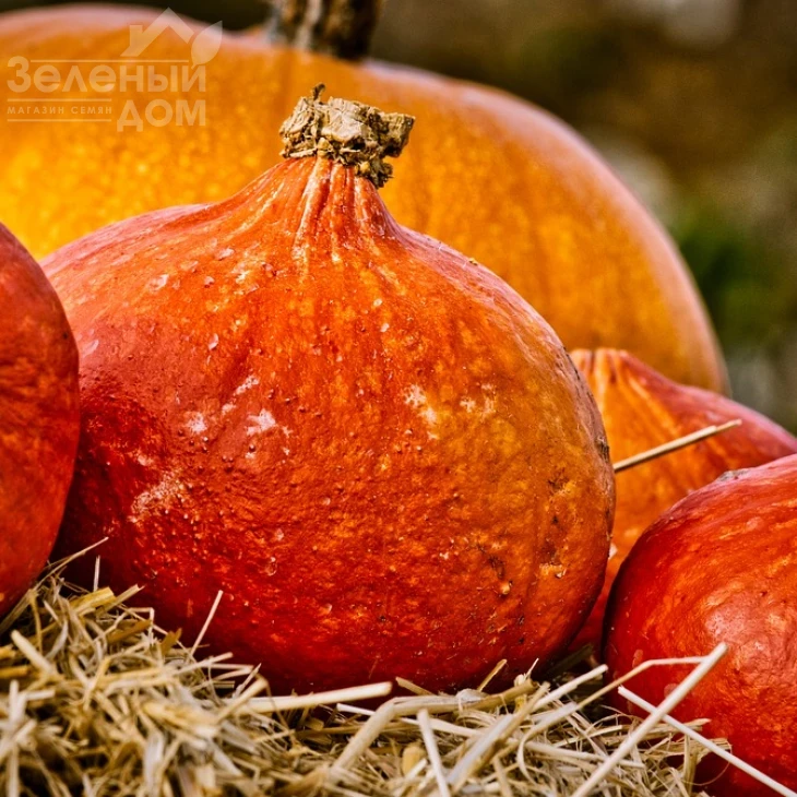 Хакайдо Оранжевый / Hokkaido Orange,80-90 дней фото 1