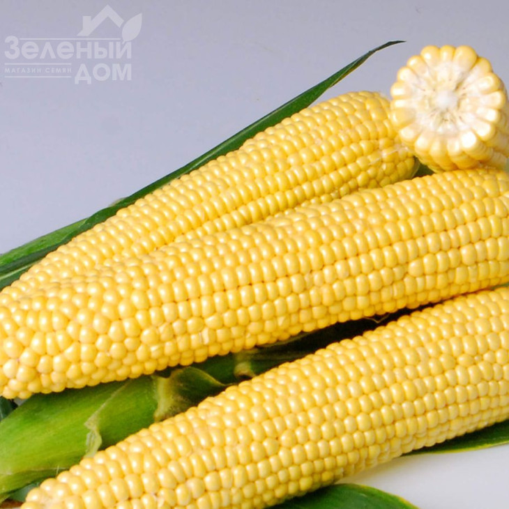 Джиа F1 / Dzhia F1, 75-77 днів фото 2