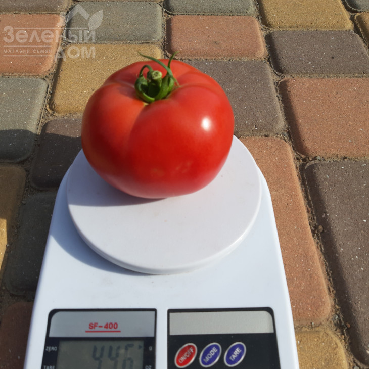 Селла F1 / Sella F1, 58-62 дні фото 7