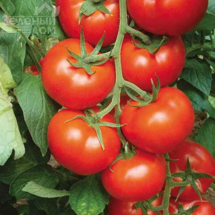 Зейнеп F1 / Zeynep F1 фото 1