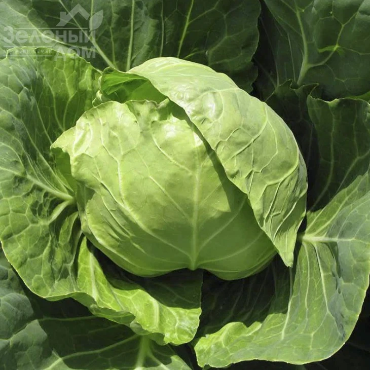 Голден Бол F1 / Golden Ball F1,48-53 дней фото 1