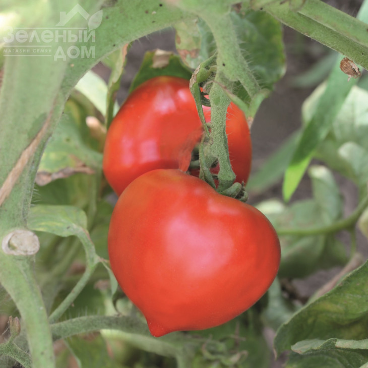 Дельфін F1 / Dolphin F1, 85-87 днів фото 1