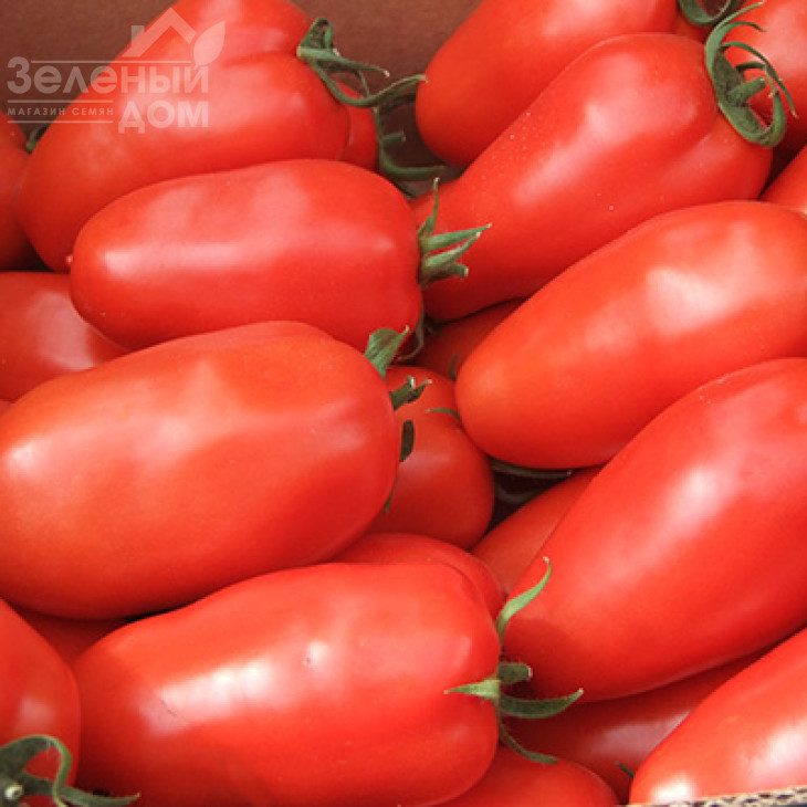 Айдар F1 / Ajdar F1,70-75 днів фото 3