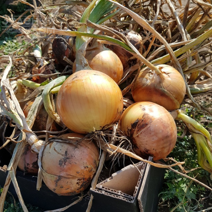 Саманта F1 / Samanta F1,125-130 днів фото 1