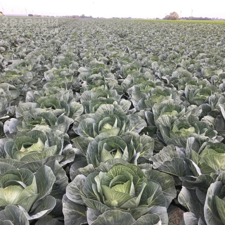 Лонгма F1 / Longma F1, 140-150 дней фото 2