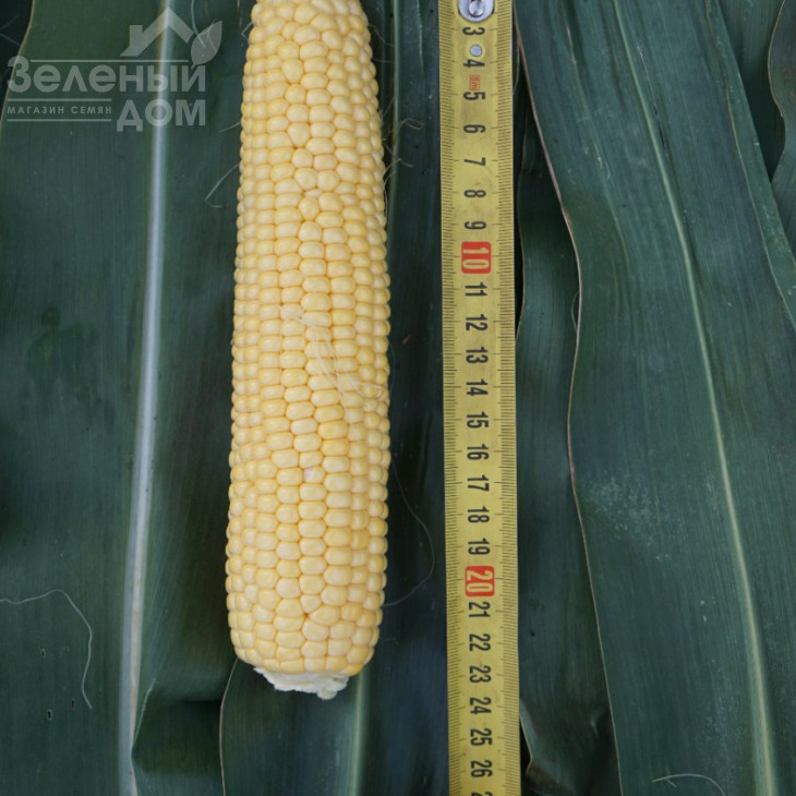 Турбін F1 / Turbin F1,70-72 дні фото 4