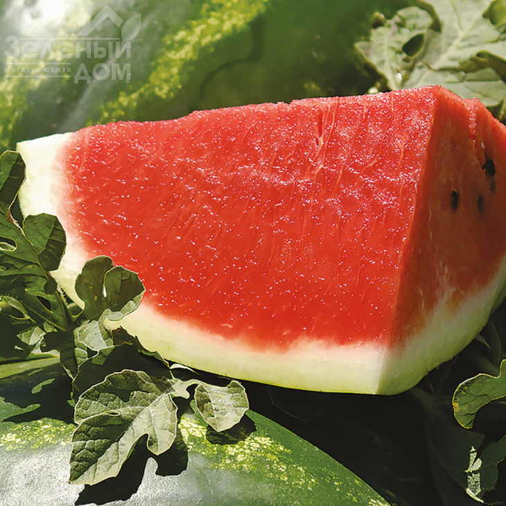 ВДЛ5003 (Арашан) F1 / VDL5003 (Arashan) F1,64-68 днів фото 2